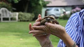 Escaped tortoise found three miles away a month after going on the run at 0.0041mph
