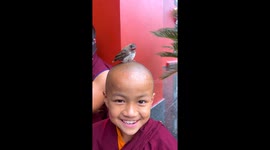 Bird Gets Fed on Little Monk's Head