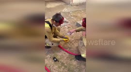 Türkiye: Firefighters Rescue Thirsty Hedgehog Amid Forest Fire Devastation