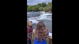 Bears Fishing in Brooks Falls at Katmai National Park
