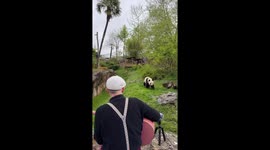 Singing serenade captivates panda at ZooParc de Beauval in Saint-Aigna, France
