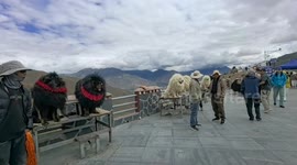 Labradors dressed as Tibetan Mastiffs for tourist photos near lake