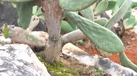 China: Cactus delicacies tickle taste buds in SW China