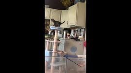 Kitten’s Aerial Escape Lands on TikTok with 3.2MILLION Views and 500,000 likes!!