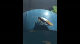 Cockroach hitches ride on motorcycle helmet in Manila, Philippines