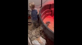 Little boy spreads wood shavings around puppies in Spokane, Washington