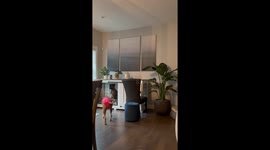 Boxer dog stages jailbreak for mate, pet cam captures hilarious escape and R-rated twist