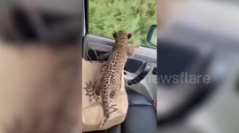 Frightened leopard cub clings inside car, searching for lost mother while animal lover brings it to forest authorities