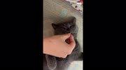 temp