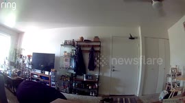 Woman mistakenly tries to enter wrong apartment in Carol Stream, Illinois, USA