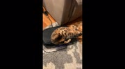 temp
