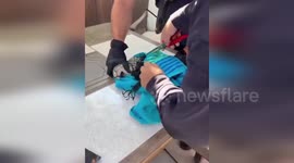 Feral Kitten Freed From Soccer Net By Modesto Firefighters