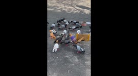 Funny pigeon lost among fake pigeons and questioning its life