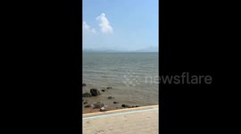 White egret ‘surfing’ at sea draws tourists’ attention