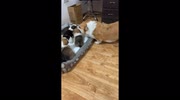 temp