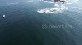 US: Massive Great White Shark Spotted Off Scarborough Beaches Caught On Drone Video