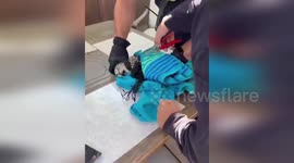 US: Feral Kitten Rescued From Soccer Net By California Firefighters