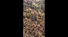 Heroic woman releases stuck baby turtle into the sea