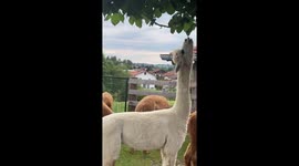 So Close and Yet So Far