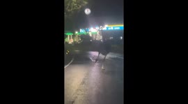 Escaped ostrich seen running along road in Taiwan