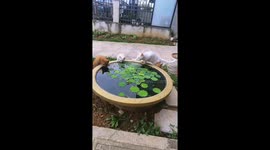 Kitten Accidentally Falls Into Water