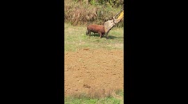 Cattle pushes against excavator in Guizhou, China