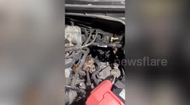 Carwash staff rescue kitten in the car engine