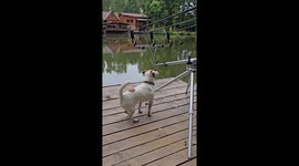 Dog Senses Fishing Line Success