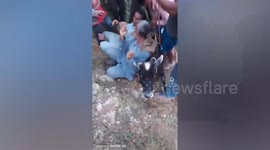 India: 440 lbs sick cow carried over steep mountain path for 3 km as brothers defy odds with act of love