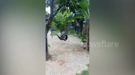 Pet dog climbs onto his favourite hammock