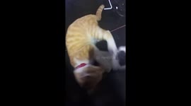 Mother cat and kitten tussle on floor