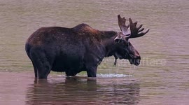 A young bull moose enjoys a submerged meal at Maroon Lake, Colorado.