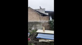 Unseen Cats Wall Crash Comedy Moment
