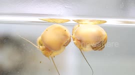 Snail's Regenerating Eye Could Hold The Key To Curing Blindness In Humans 2/2