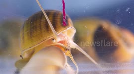 Snail's Regenerating Eye Could Hold The Key To Curing Blindness In Humans 1/2