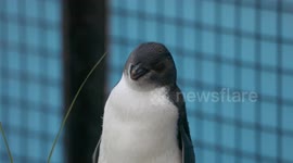 Poly the penguin chick 'on the mend' after operation to cure 'life-threatening' infection