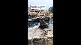 Woman struggles to tell if the sounds she's hearing are from sea lions or her hungry husband