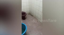 Villager terrified as eel emerges from bathroom drain