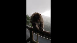 Monkey enjoying the weather and catching bugs and eating it, guess what monkey is doing? Amboli ghat in Konkan -