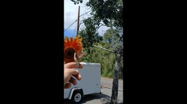 Man helps tired hummingbird balance whilst feeding on sunflower's nectar