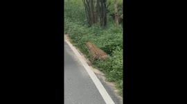 Leopard Lunges at Safari Vehicle, Injures Teen at Bannerghatta Biological Park