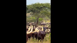 Incredible footage of ankole cattle herd with extremely impressive horns on display