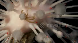 Researchers discover stunning marine life and 'new species' in Argentina