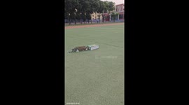 Cat struggles with a small box hole in Ningxia, China