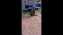 Monkey gives cat a playful dental check in Bogor, Indonesia