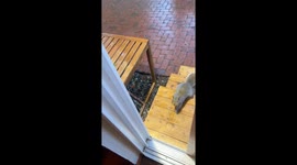 Squirrelypop Dinner Line