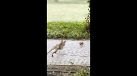 Fox catches squirrel in Poland park in viral Instagram clip