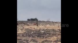 Israeli settlers let their cows graze on Palestinian land