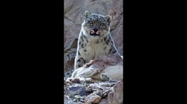 Elusive snow leopard stares down camera as it feasts on kill in the Himalayas