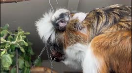 Adorable Cotton-Top Tamarin Born at Blackpool Zoo 2/2